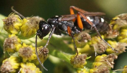Réf. 222 690 : Cryptocheilus versicolor